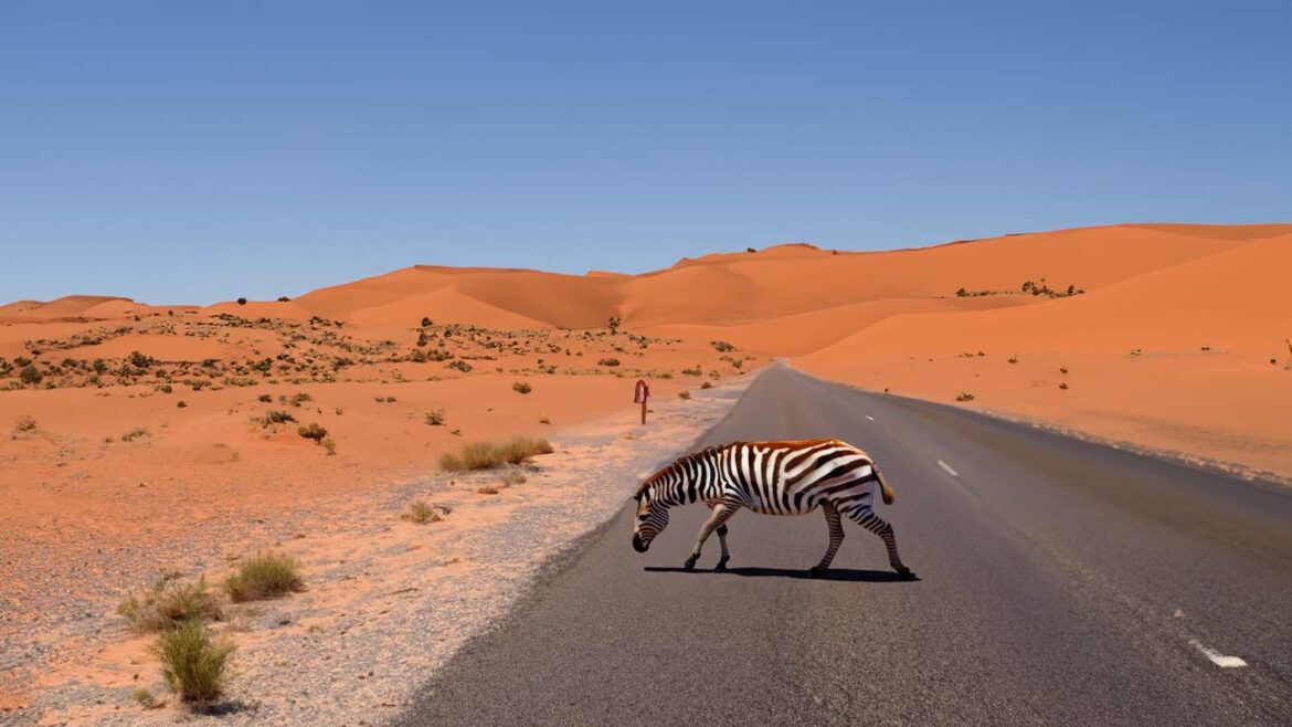 Tiger gegen Zebra